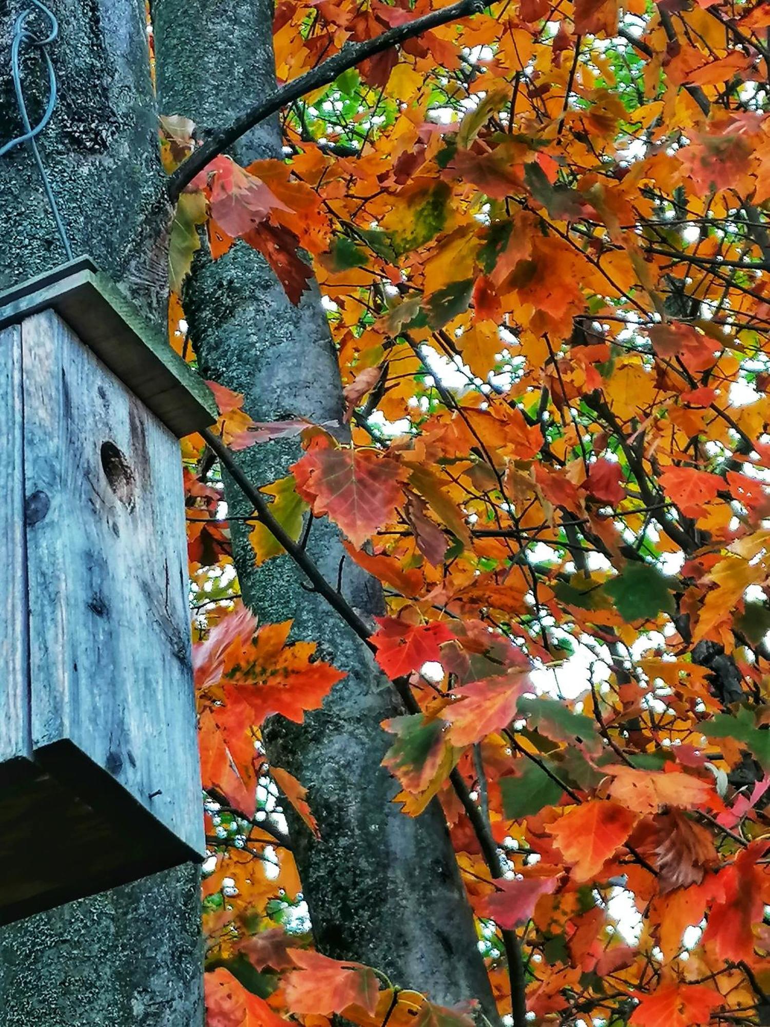Barkoca Es Szepkilatas Vendeghaz / Cabin Verőcemaros المظهر الخارجي الصورة